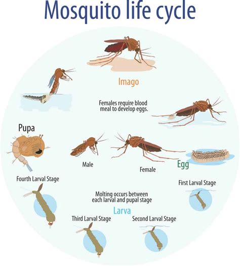 The Life Cycle of Mosquitoes - FullScope Pest Control