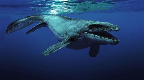 Mosasaurus Facts, Habitat, Diet, Size, Skeleton, Tooth, Fossils, Pictures