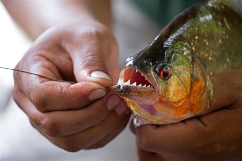 Piranha | Description, Size, Diet, Habitat, & Facts | Britannica