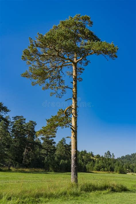 Evergreen Trees on the Zlatibor Mountain in Serbia Stock Photo - Image ...