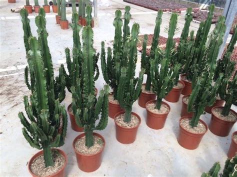 XXL Euphorbia eritrea cactus type house plant. Approx 110cm tall ...