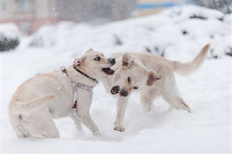 Dogs playing on the snow stock image. Image of deep - 157063577