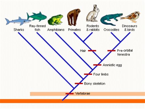 Cladistics - Systematics