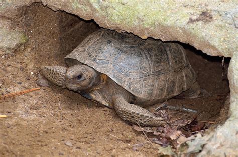 Identifying a Gopher Tortoise Burrow - UF/IFAS Extension Nassau County