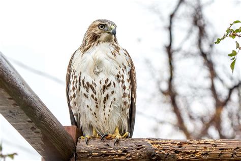 Red Tailed Hawk