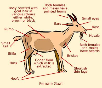 Goat Anatomy | Diagram of a Goat's Anatomy