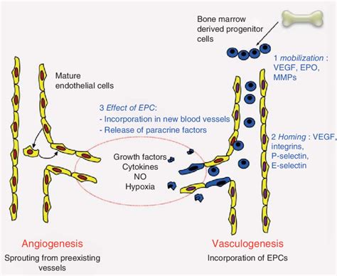 3 The angiogenesis and vasculogenesis processes. Recruitment of the ...