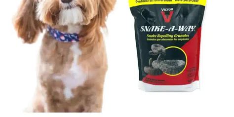 Is Snake Away Safe For Dogs? - PokyDogs