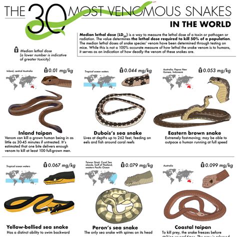 Venomous And Non Venomous Snakes