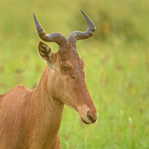 My First African Antelope - Enchanted by the Wild