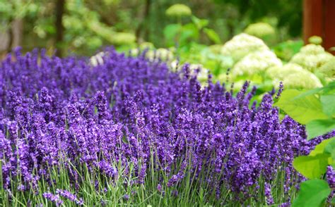 27 Different Types of Lavender and Benefits of Growing It | Lavendel ...