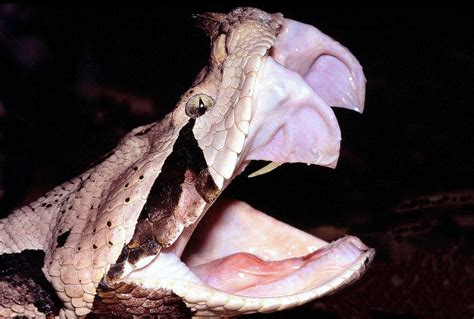 The Gaboon Viper, aka the snake with the longest fangs (2 inches) : r ...