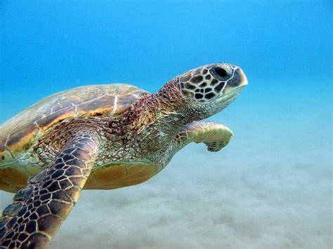 MAUI UNDERWATER PHOTOGRAPHY - Blaze Anderson