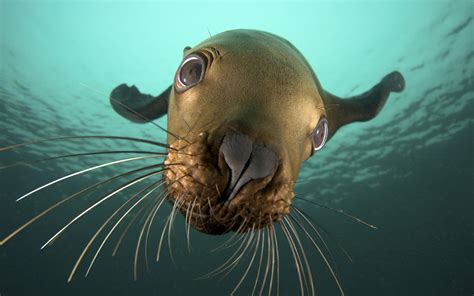 nature, Animals, Seals, Underwater, Closeup, Sea Wallpapers HD ...