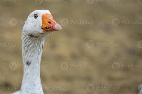 Goose close up portrait 20179802 Stock Photo at Vecteezy