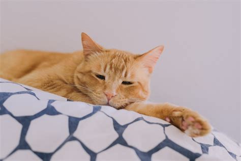 A Cute Tabby Cat Sleeping · Free Stock Photo