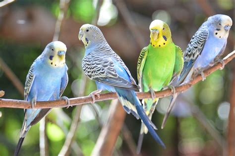 Five of the Quieter Pet Bird Species