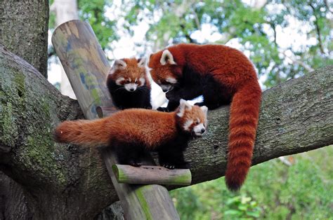 Red panda cubs explore their Virginia Zoo habitat