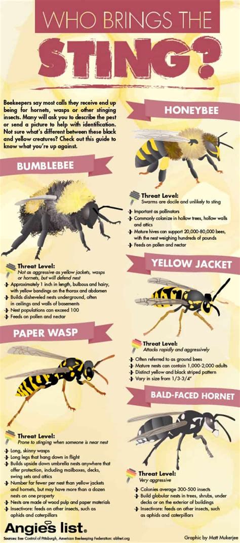 Bees vs. Wasps: Who Brings The Sting? | Daily Infographic