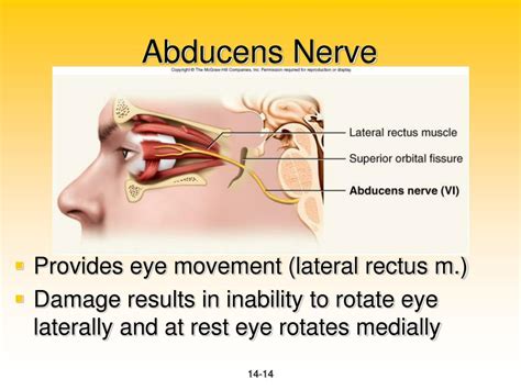 PPT - Cerebral Lateralization PowerPoint Presentation - ID:373725