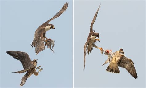 Peregrine Falcon Hunting Technique