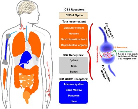 Frontiers | Harmful Effects of Smoking Cannabis: A Cerebrovascular and ...