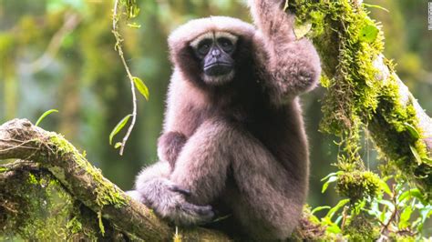 Scientists want to name new gibbon species 'Skywalker' - CNN.com