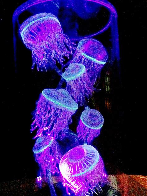 268 best images about Basically Bioluminescence on Pinterest | Sea slug ...