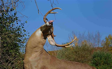 Understanding Whitetail Scrape Behavior - Legendary Whitetails ...