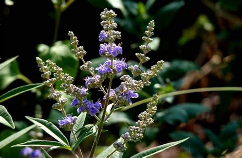 Vitex for Fertility in Women: Benefits and Risks | ParentingHealthyBabies