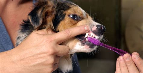 Dog Teeth Cleaning Tips | DogExpress