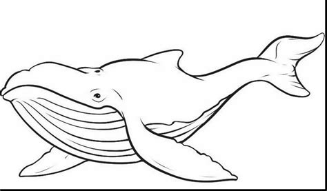 20 Best Whale Images Whale Whale Coloring Pages Whale Drawing | Images ...