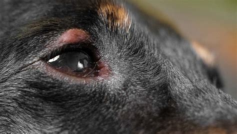 Dog Eye Allergies: Symptoms, Causes and Treatments, Home Remedies