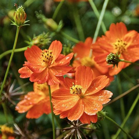 Cosmos: Plant Care and Collection of Varieties - Garden.org