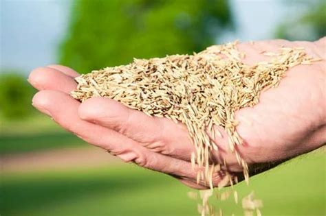 Natural Lawn Grass Seed, For Agriculture at best price in Gurgaon | ID ...