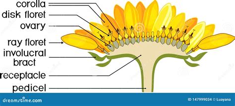 Sunflower Anatomy Diagram