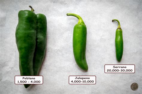 Chili Pepper 101 | Mexican Please