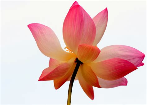 Red Lotus Flower - ClipArt Best