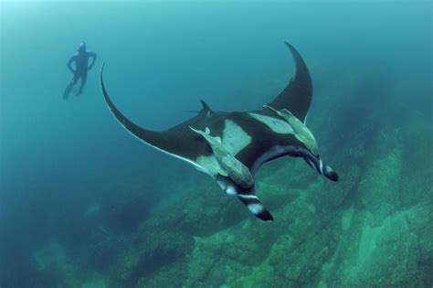 Giant Manta Rays: Ocean Drifters or High Seas Homebodies? | Blog ...