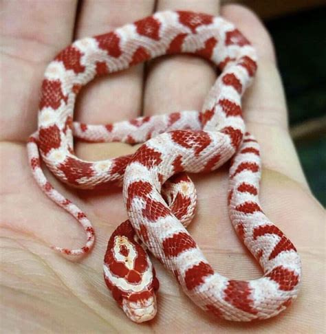 What’s your favorite corn snake morph? : r/cornsnakes