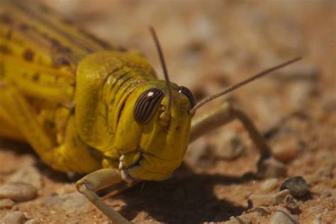 Locust swarms in India: millimeters in size but millions in numbers