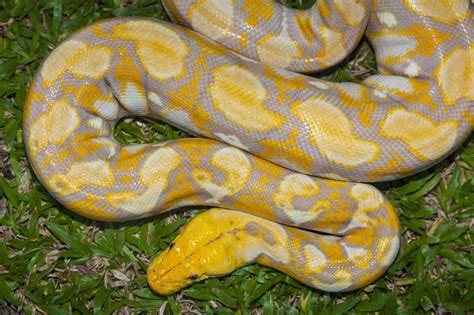 Burmese Python Snake Facts