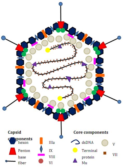 Anti-Viral Drugs for Human Adenoviruses