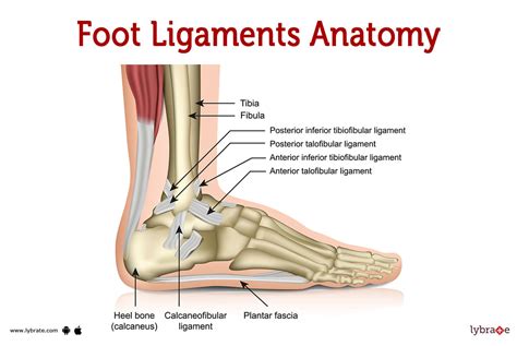 Foot Ligaments (Human Anatomy): Image, Functions, Diseases and Treatments