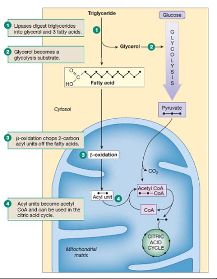 In the pathway of lipolysis, glycerol is cleaved from monoglycerides by ...