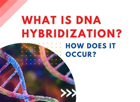 What is DNA hybridization and How does it occur? – Genetic Education