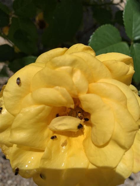 Small black bugs on roses in the Pests and Diseases forum - Garden.org