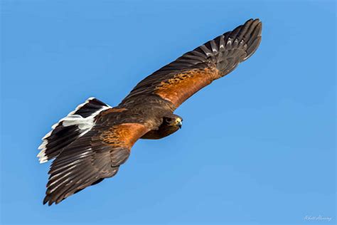 Harris's Hawk ⋆ Tucson Audubon