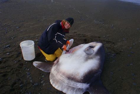 Rare baby sunfish reveal early life of one of the ocean’s weirdest fish ...