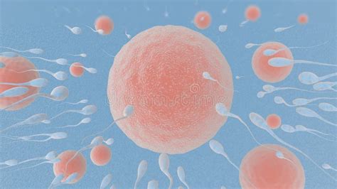 Fertilization is the Fusion of Haploid Gametes Egg Stock Illustration ...